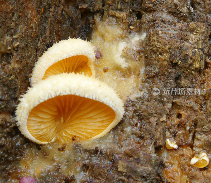 桔平菇(Phyllotopsis nidulans)